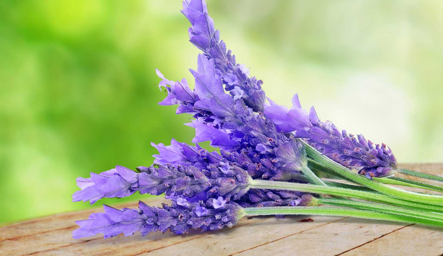 flores de lavanda 