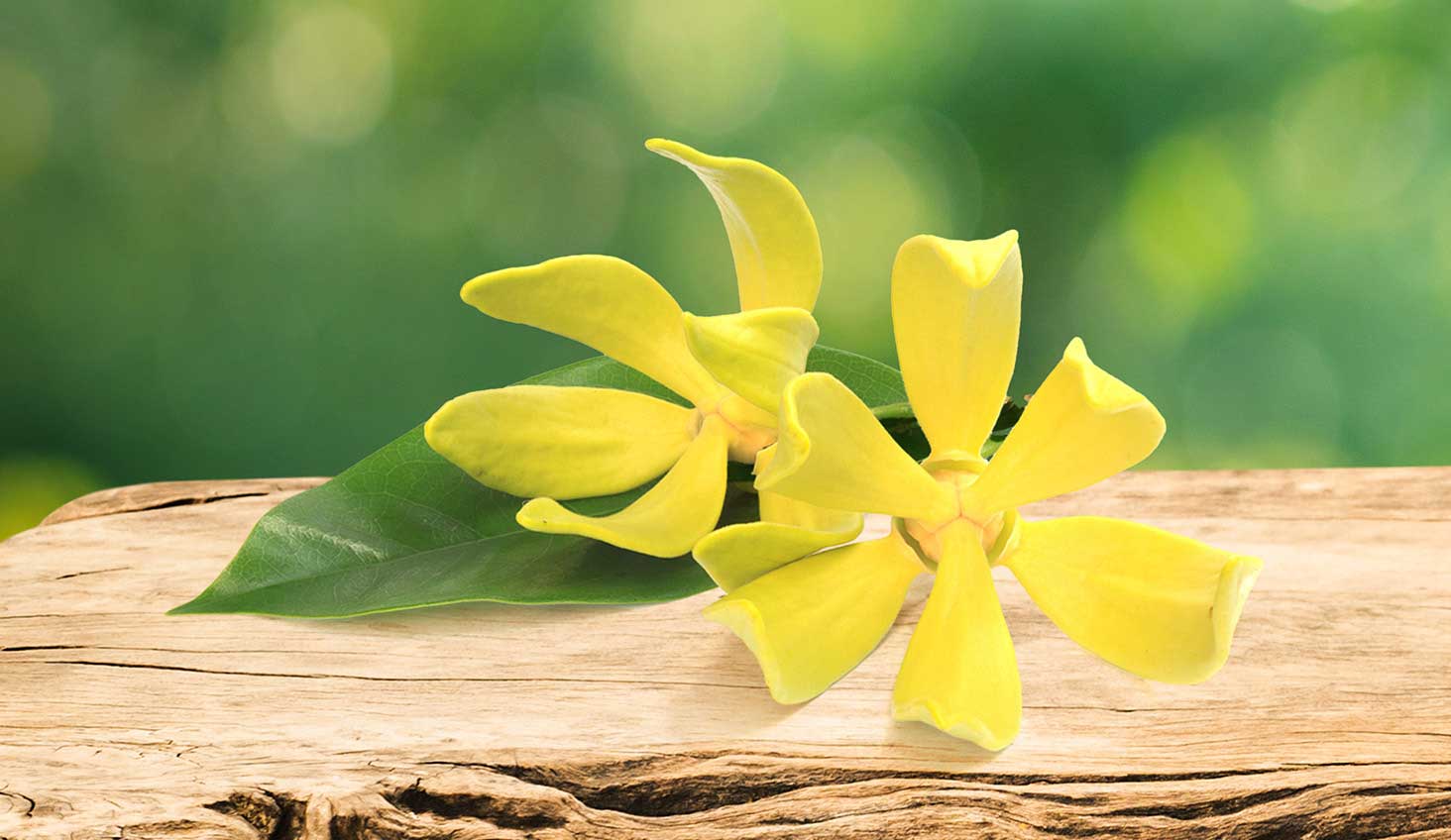 flor de ylang ylang